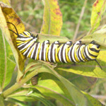 Famille Nymphalidae: Chenille du monarque: Danaus plexippus